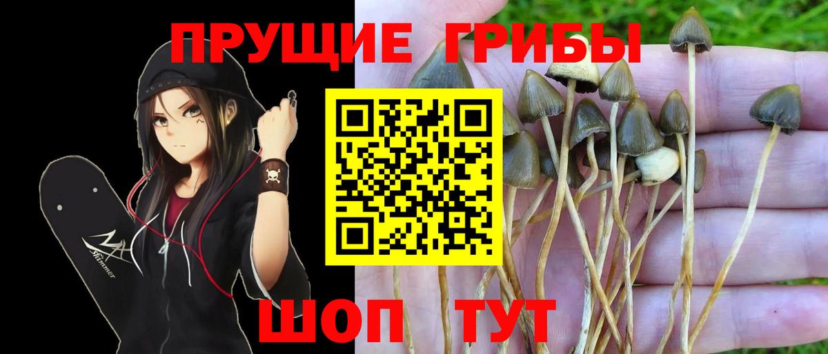 Сальск  Псилоцибиновые грибы GOLDEN TEACHER  Вход с VPN 